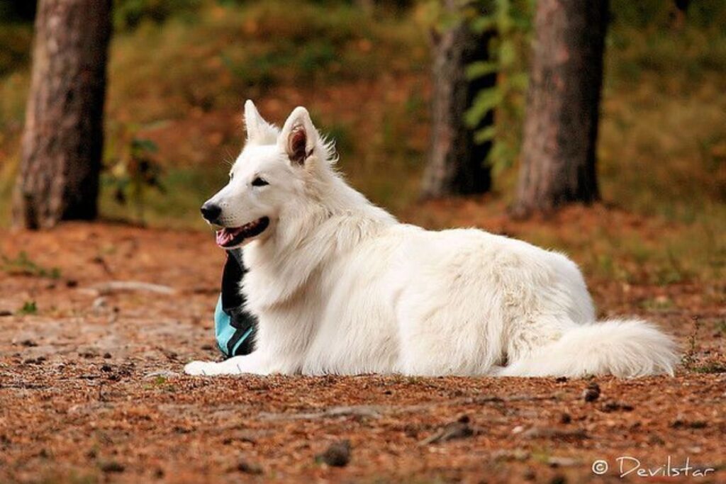 The White German Shepherd
