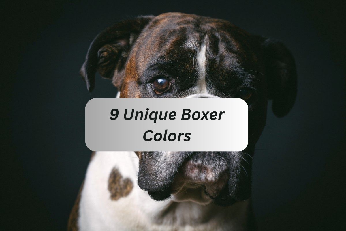 Unique Boxer Colors