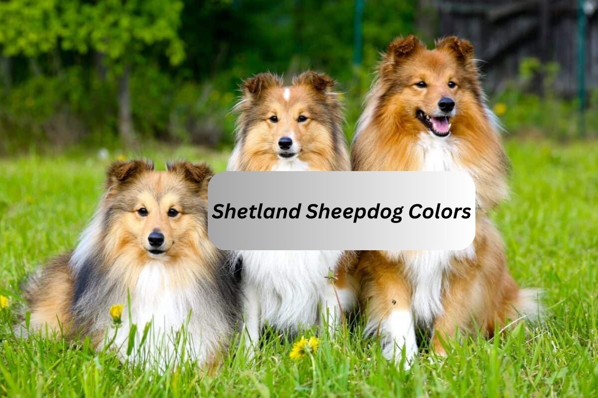 Vibrant Shetland Sheepdog Colors