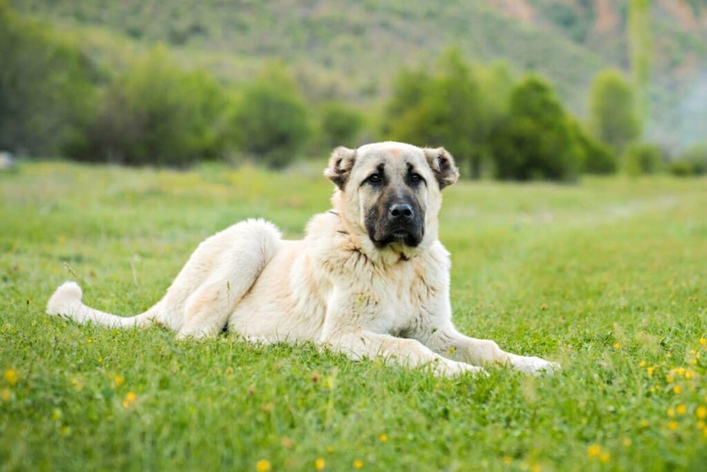 Wanyama Ranch Anatolian Shepherds