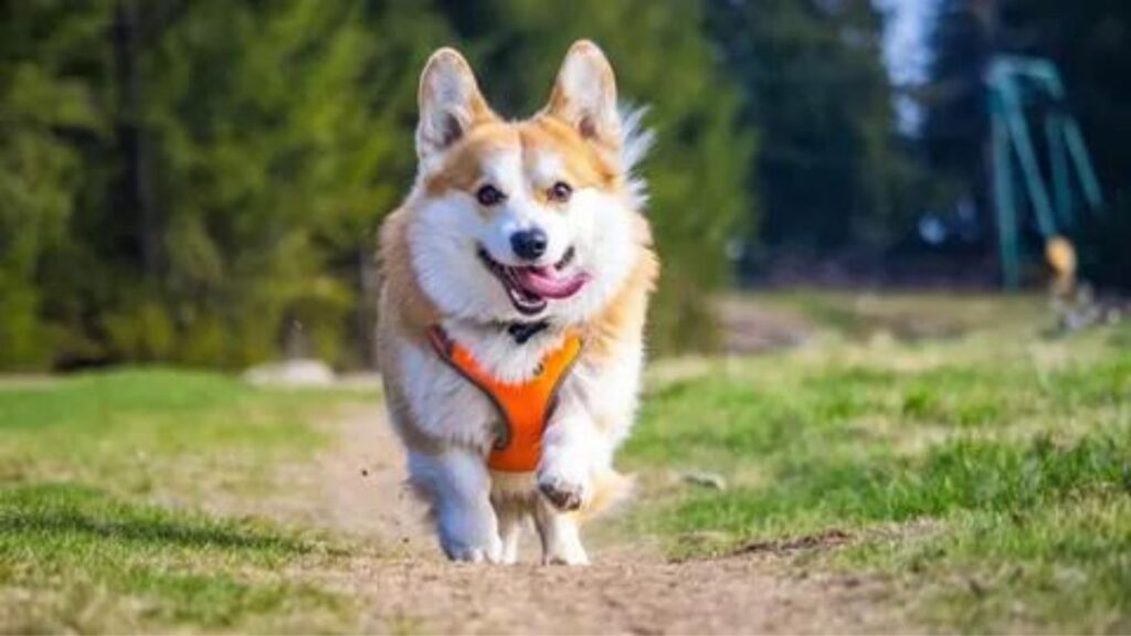 What Is The Best Diet For A Corgi