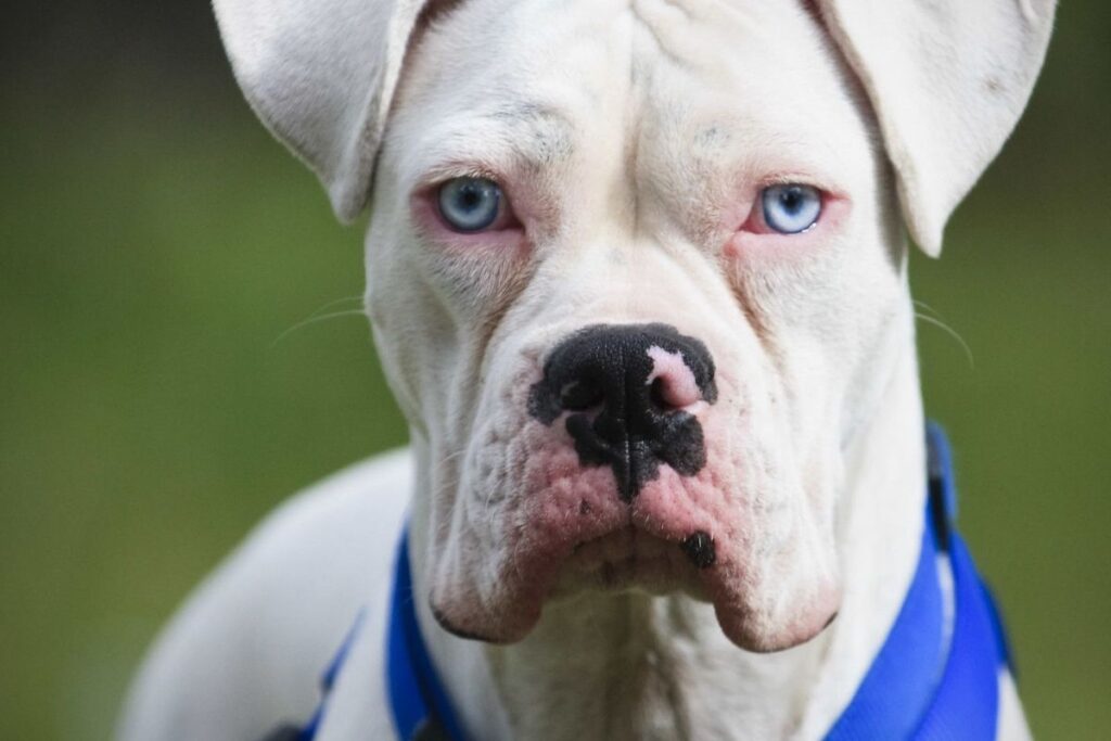 White Boxer