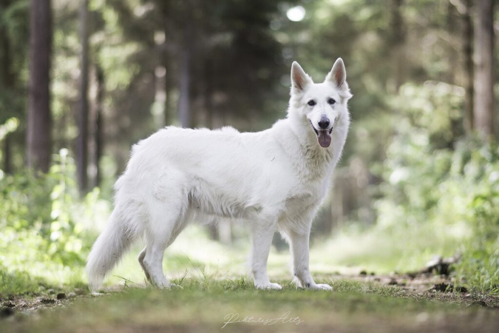 White Knight Guardians Anatolian Shepherd Dogs