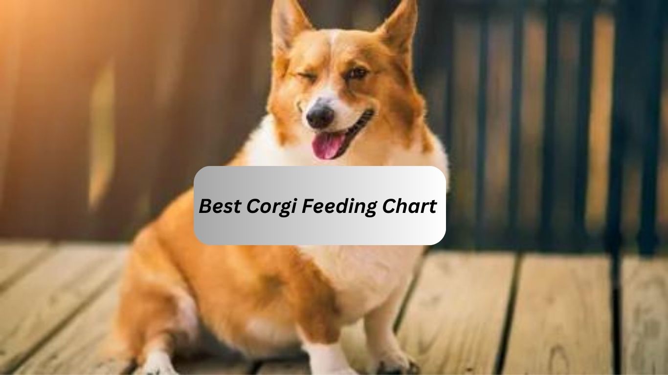 Your Go To The Best Corgi Feeding Chart - Breed Palace