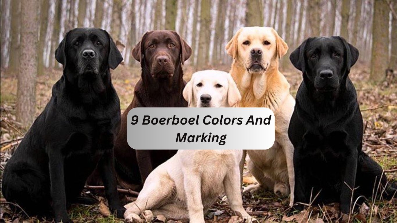 9 Boerboel Colors And Find Your Favorite One