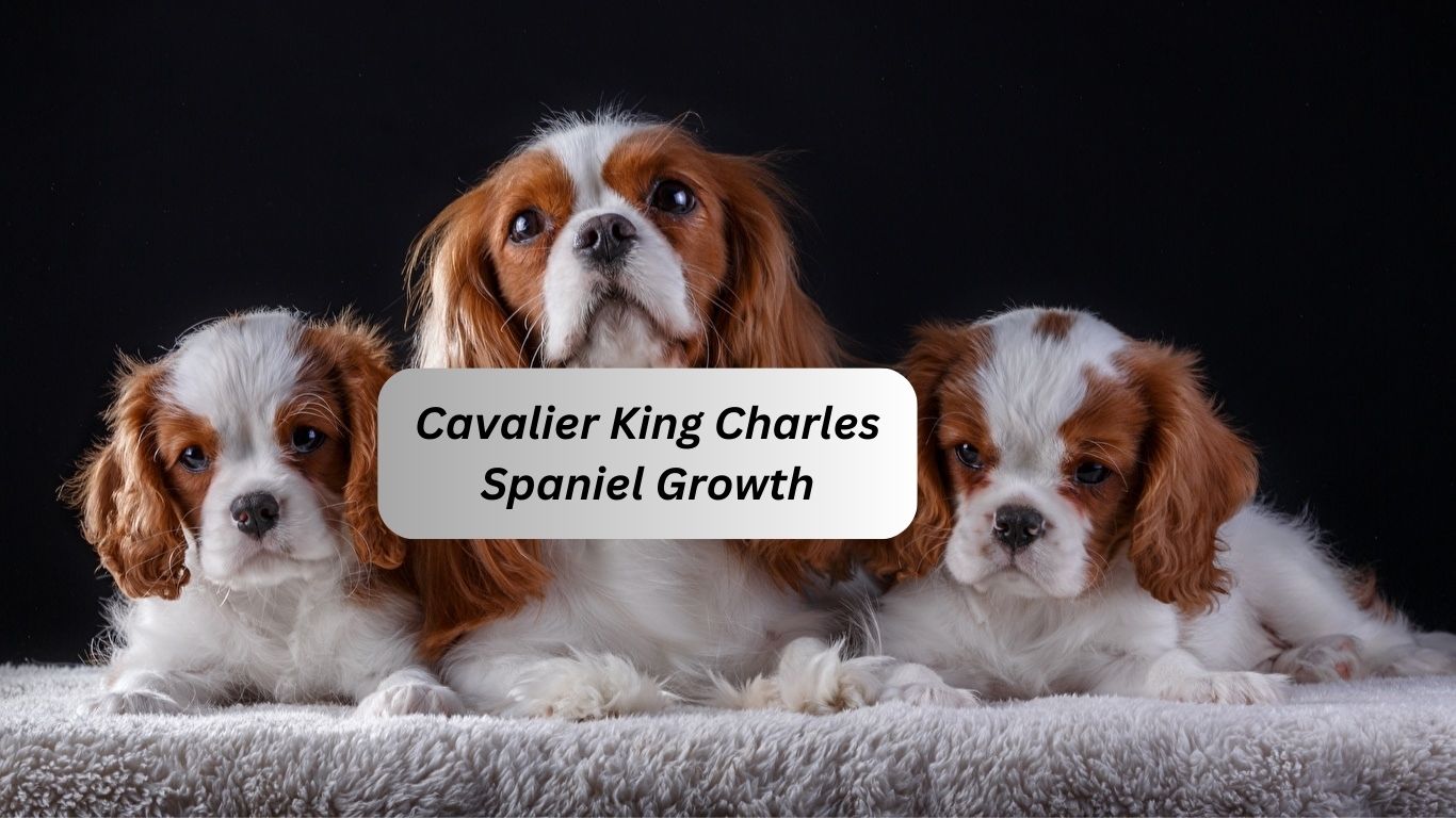 A Comprehensive Guide to Cavalier King Charles Spaniel Growth