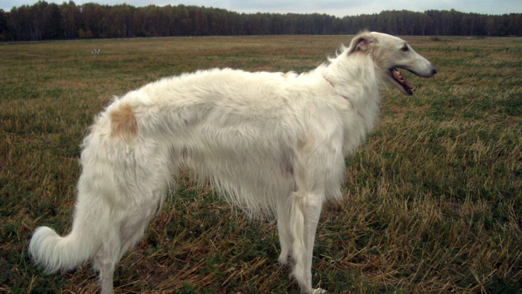 Albino Giant Schnauzer