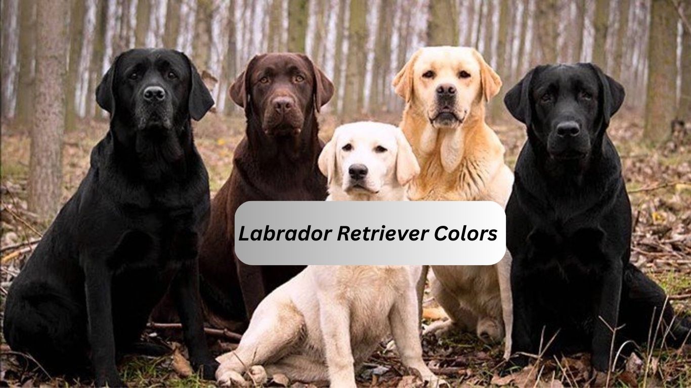 All 7 Labrador Retriever Colors And The Fun Genetics Behind Them