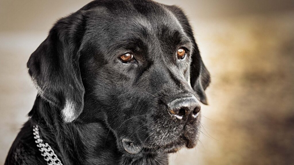 Black Boerboel