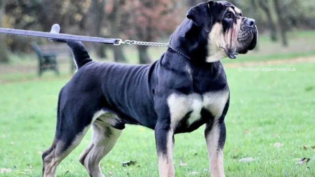 Black Boerboel with white markings