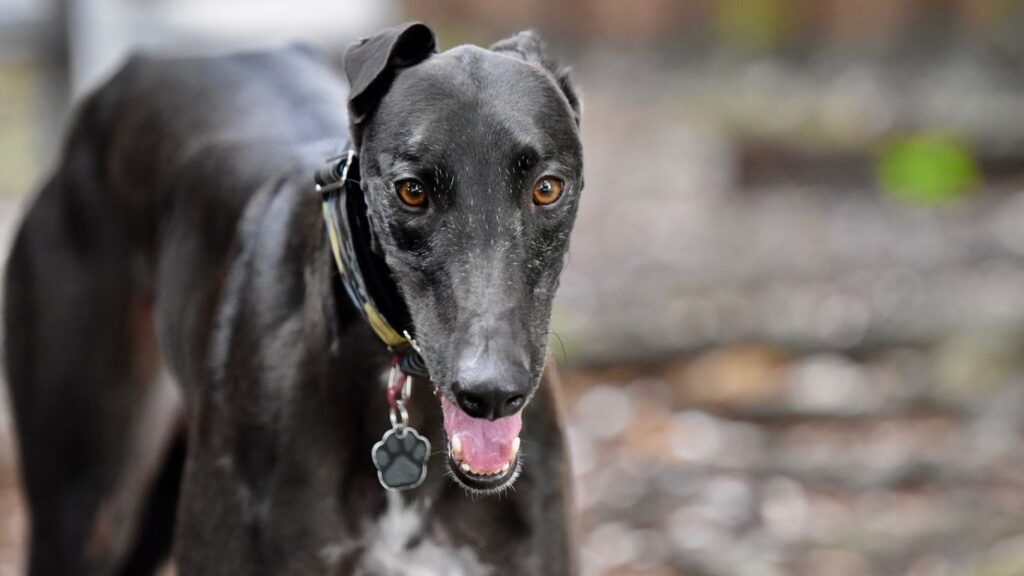 Black Colors Of The Borzoi Breed