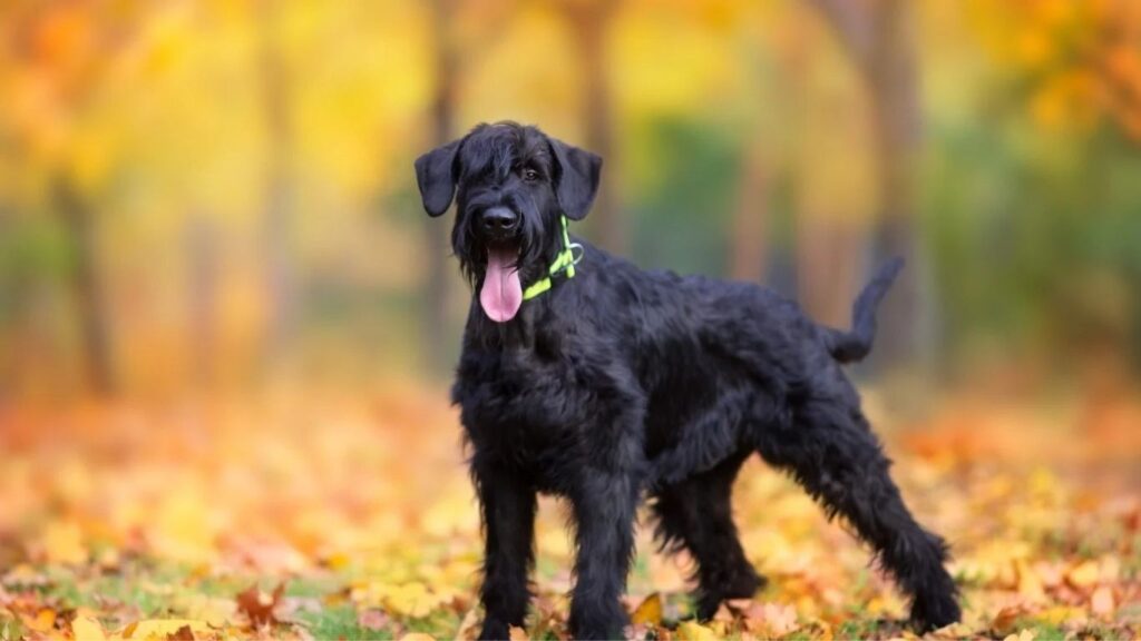 Black Giant Schnauzer