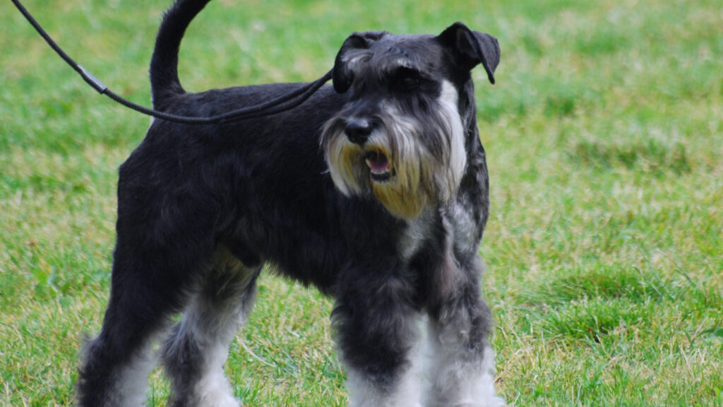 Black & Tan Giant Schnauzer