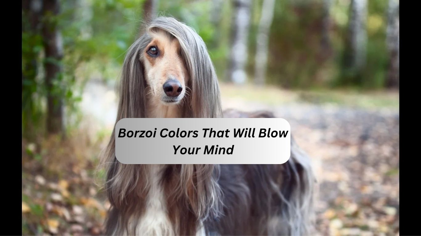 Borzoi Colors That Will Blow Your Mind