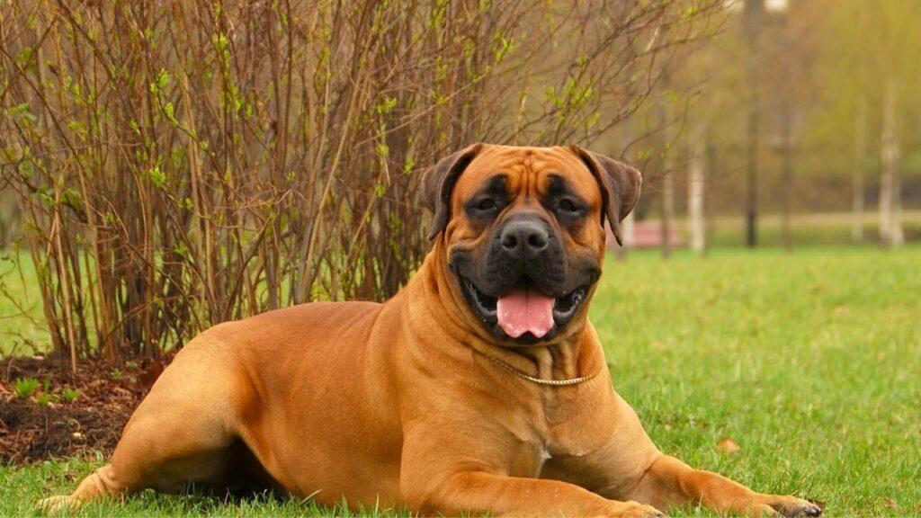 Brindle Boerboel