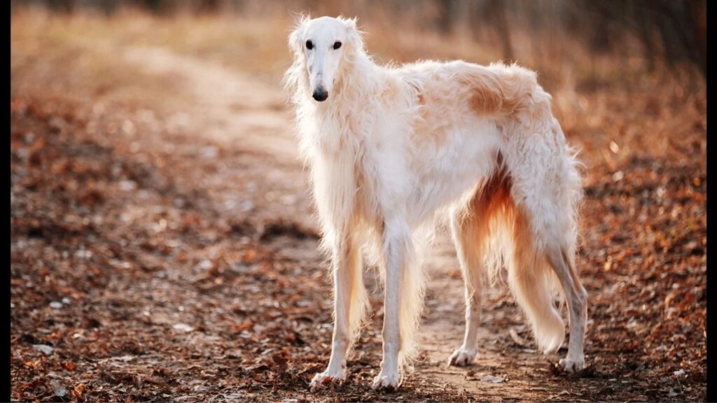 Cream Colors Of The Borzoi Breed
