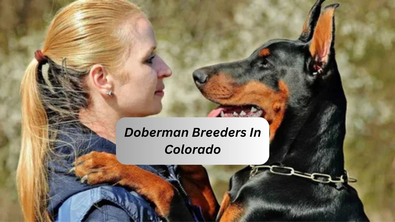 Doberman Breeders In Colorado With A Confirmed Pedigree