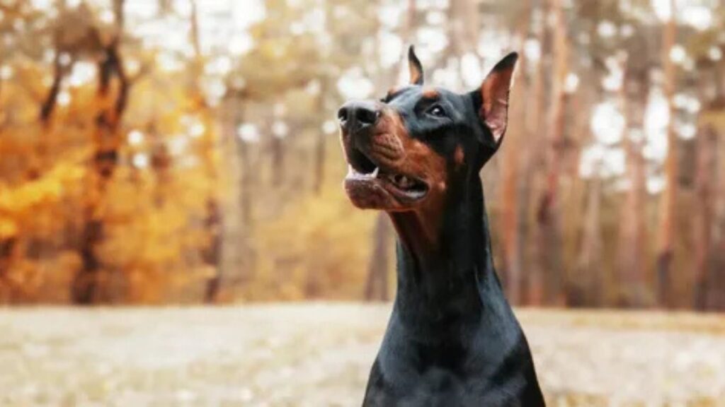 Elite European Dobermans 