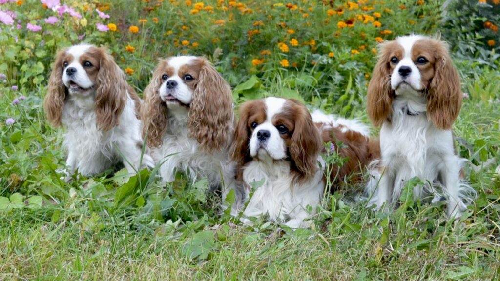 Factors Influencing Growth of Cavalier King Charles Spaniel