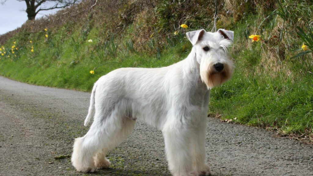 Fawn Giant Schnauzer