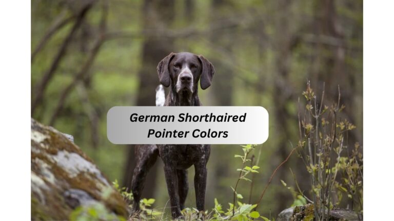15 German Shorthaired Pointer Colors With Unique Markings