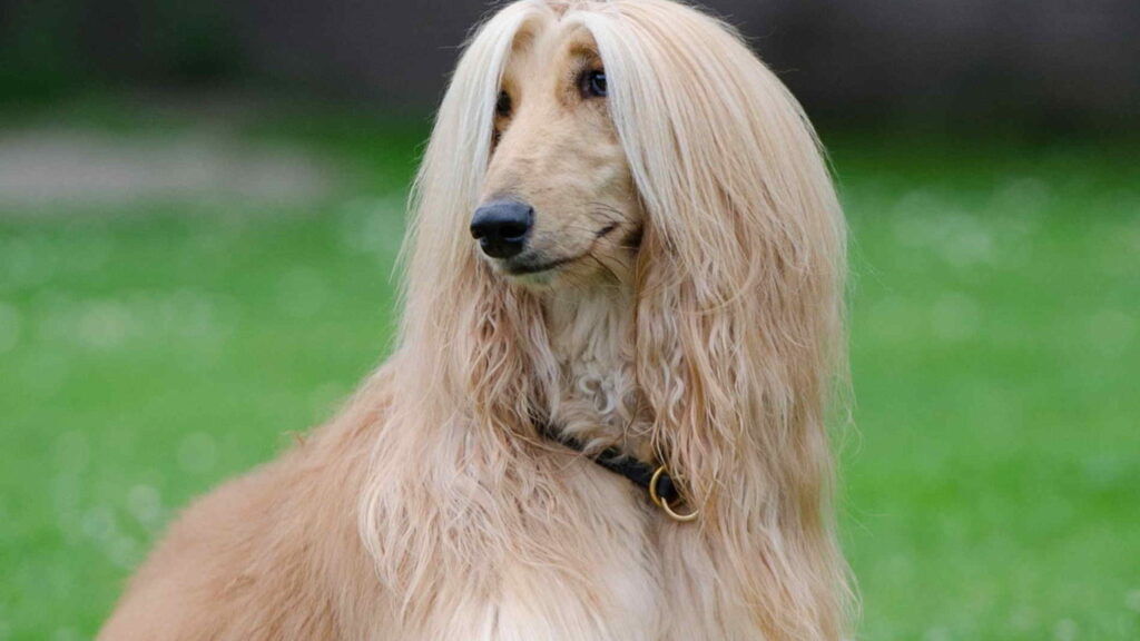 Gold Colors Of The Borzoi Breed