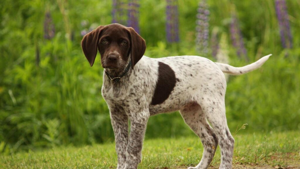 Liver And White German Shorthaired Pointer
