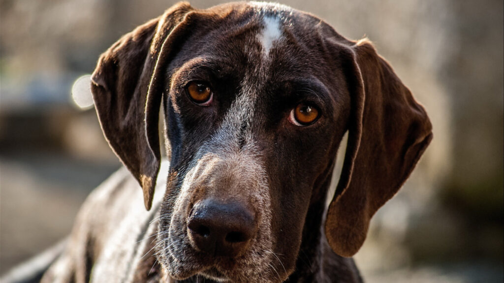 Liver German Shorthaired Pointer Colors