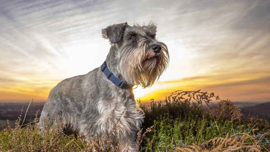 Pepper And Salt Giant Schnauzer