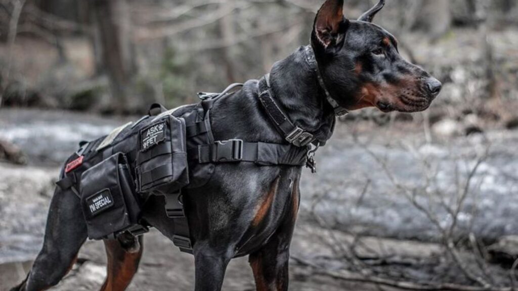 Rocky Mountain Dobermans