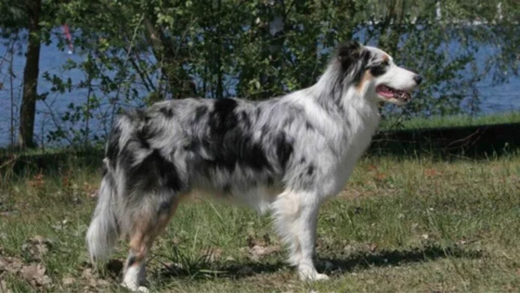 Silver Brindle borzoi breed