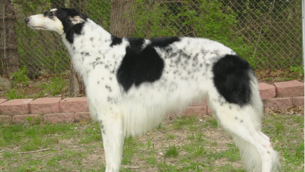 Spotted On White Borzoi Breed