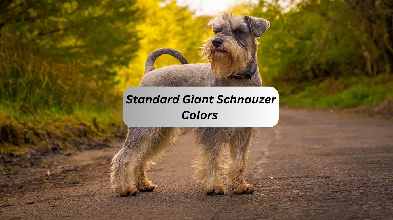 Standard Giant Schnauzer Colors 