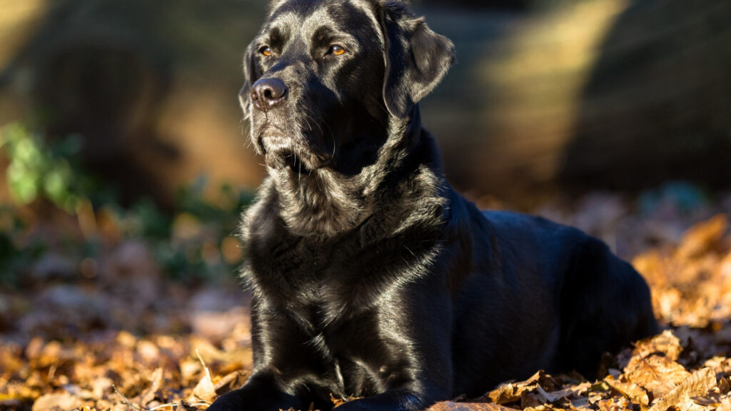 The Black Labrador Retriever Colors