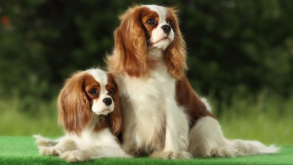 The Cavalier King Charles Spaniel Growth Stages