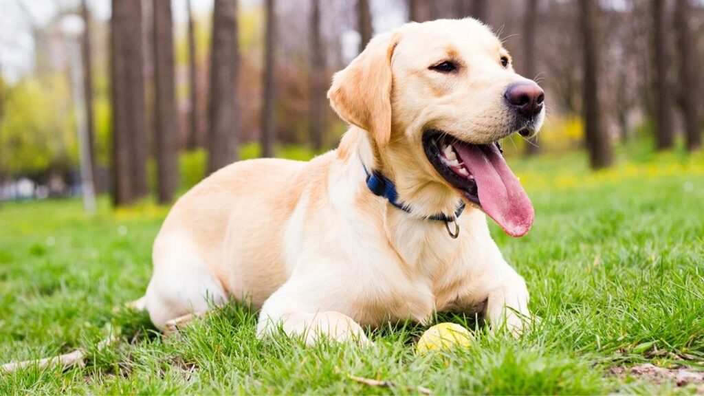 The Champagne Labrador