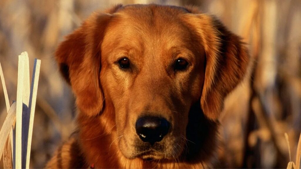 The Chocolate Labrador