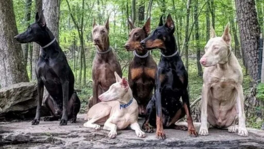The Doberman Dynasty 