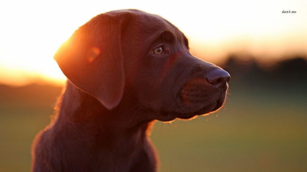 The Red Fox Labrador