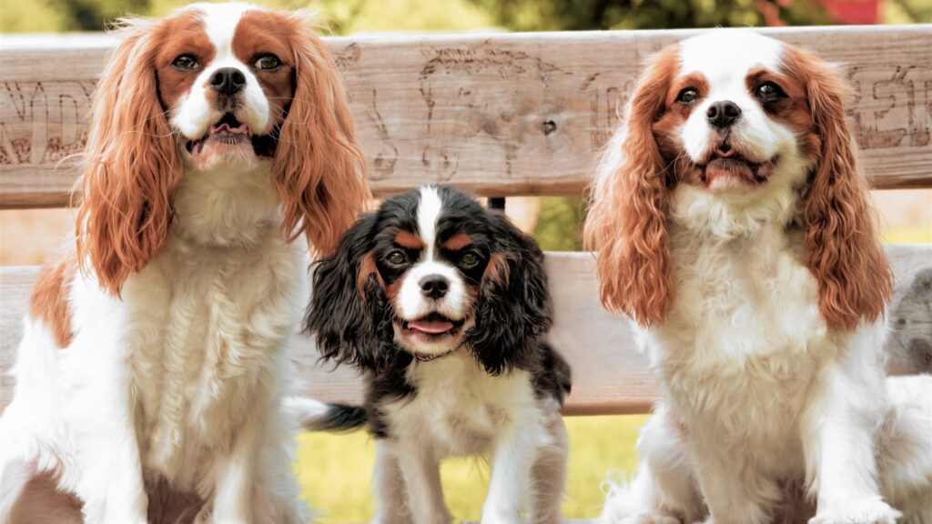 The Weight and Height Charts of Cavalier King Charles Spaniel
