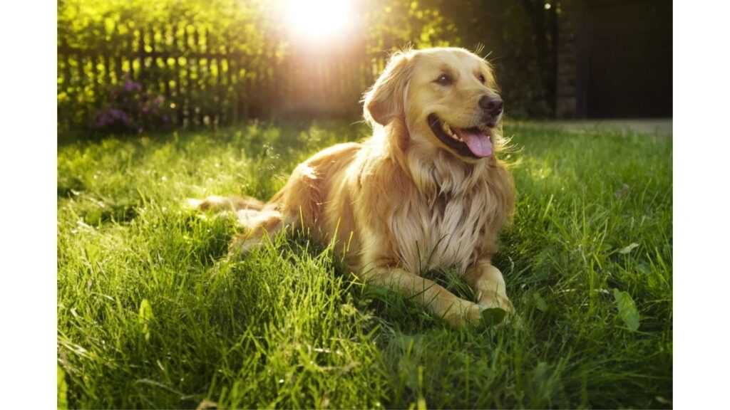 The Yellow Labrador Retriever