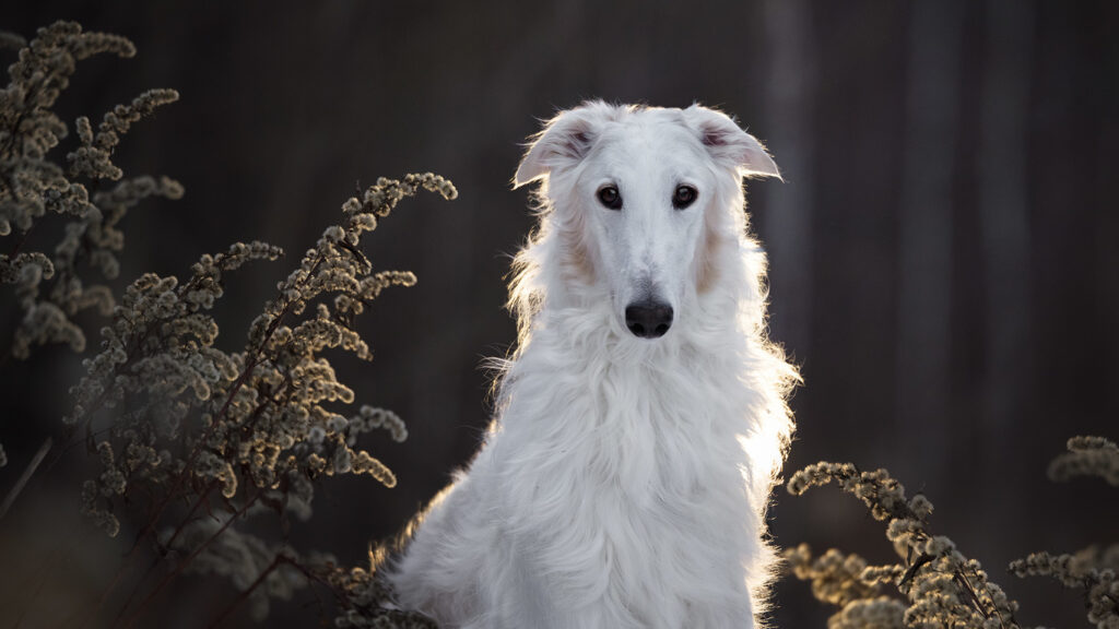 White Colors Of The Borzoi Breed
