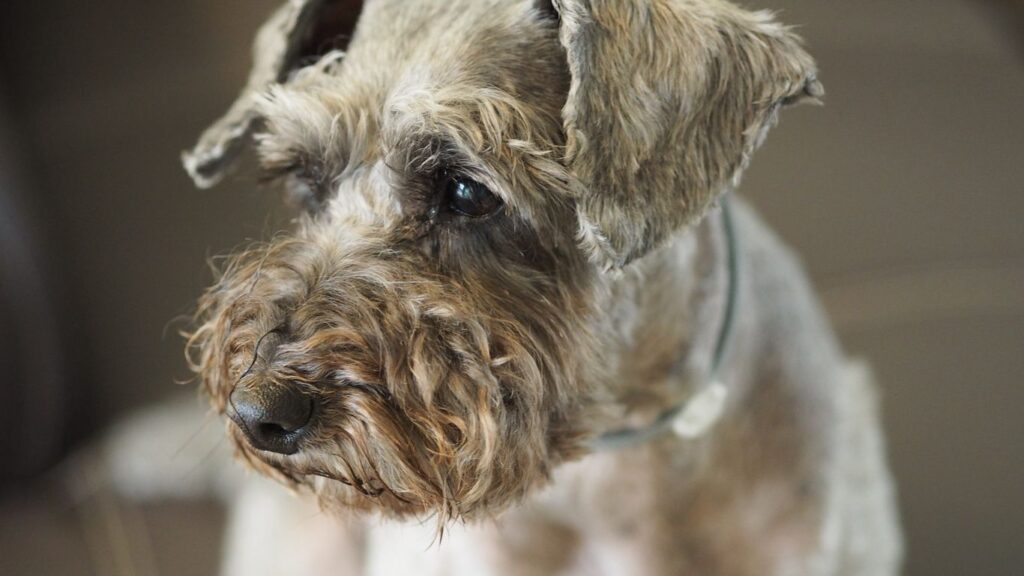 White Giant Schnauzer